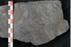 Foto (Detailansicht) von Calamites cistii Brongniart (NHMW-GEO-2024-0188-10984)